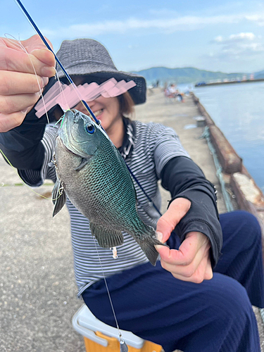 メジナの釣果