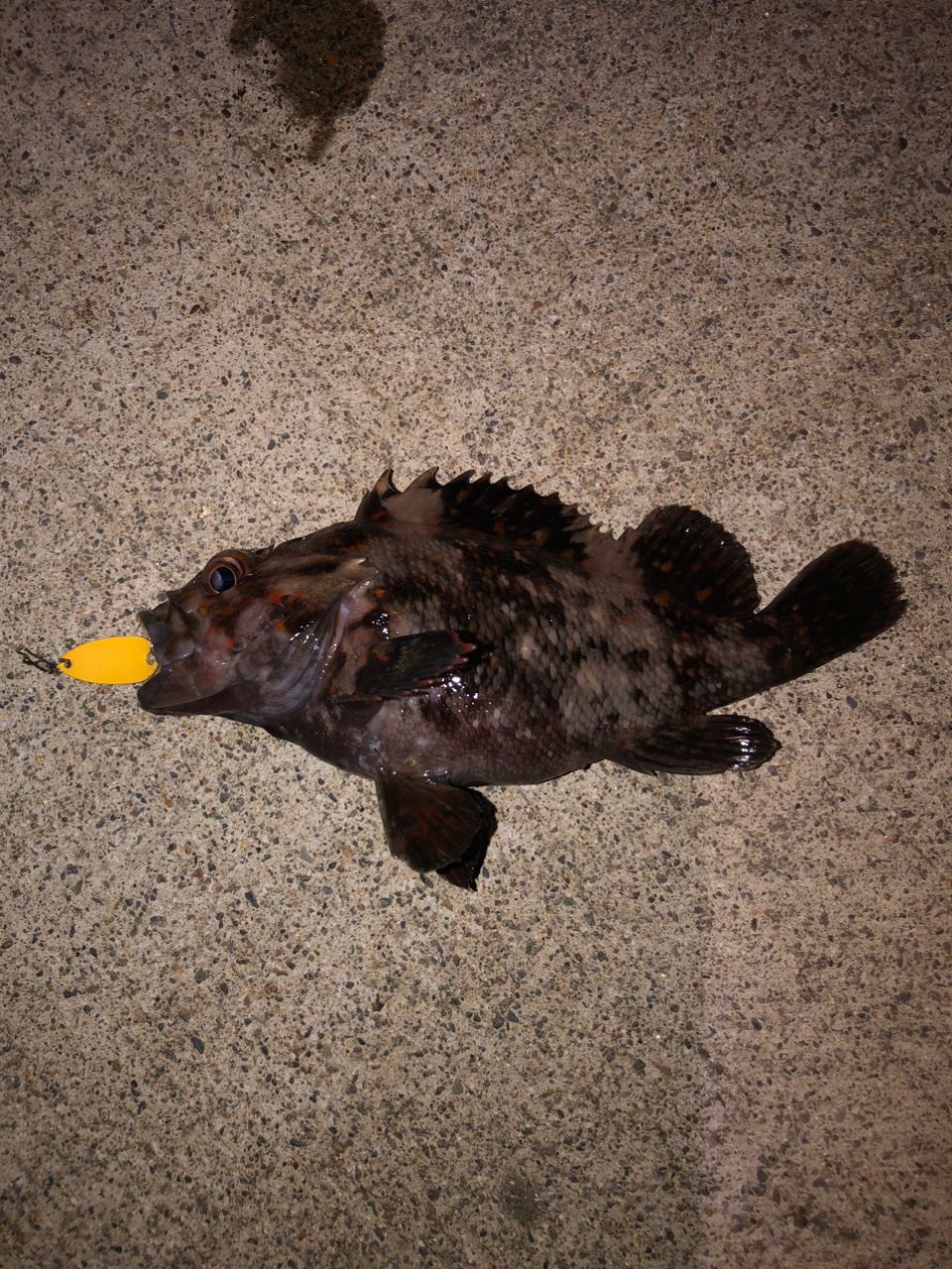 オウゴンムラソイ