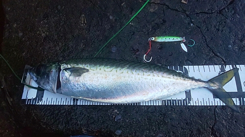 サバの釣果