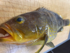 アオハタの釣果