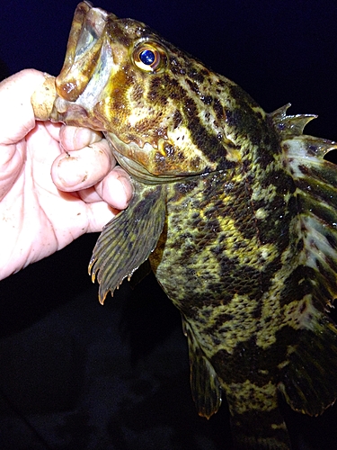 タケノコメバルの釣果