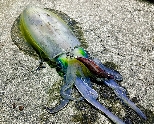 アオリイカの釣果