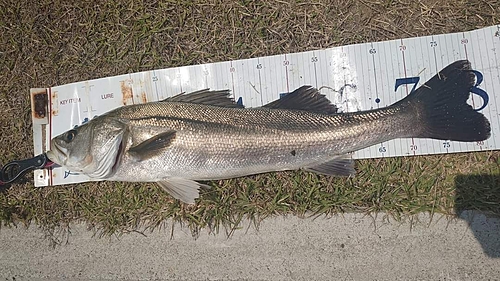 シーバスの釣果