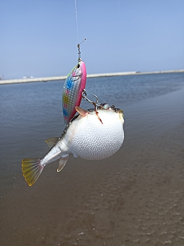 クサフグの釣果