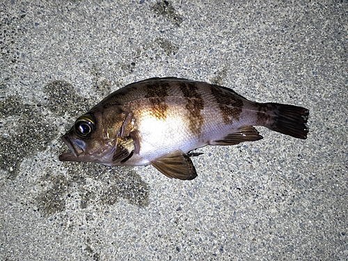 メバルの釣果