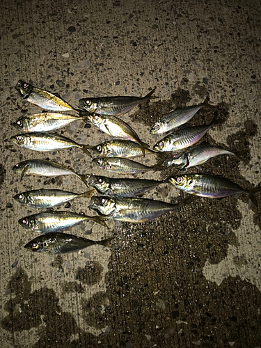 アジの釣果