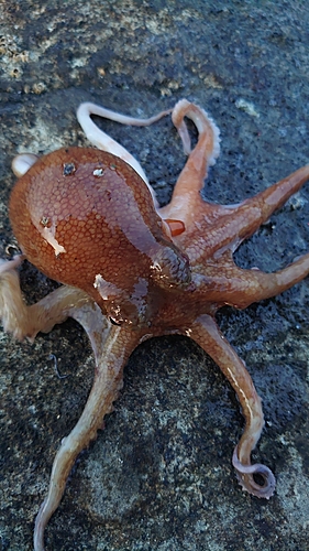 イイダコの釣果