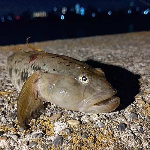 ハゼの釣果