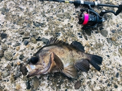 アカメバルの釣果