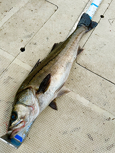 スズキの釣果