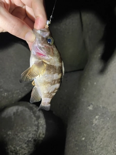 シロメバルの釣果