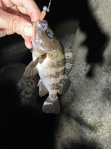 シロメバルの釣果