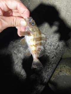 シロメバルの釣果