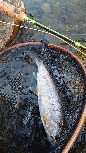 ヤマメの釣果