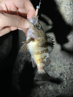 シロメバルの釣果