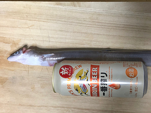 アナゴの釣果