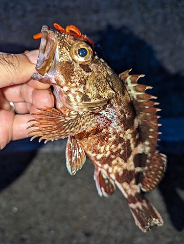 カサゴの釣果