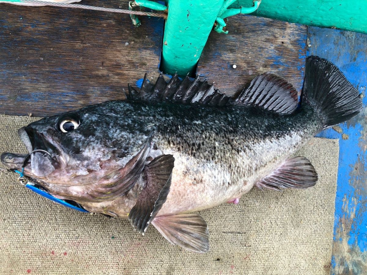 ひとさんさんの釣果 2枚目の画像