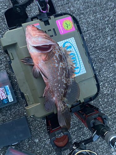 アコウの釣果