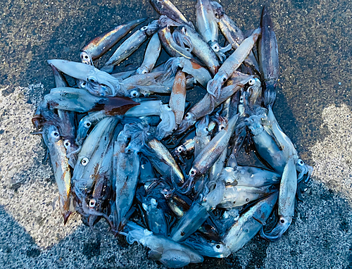 スルメイカの釣果