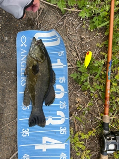 スモールマウスバスの釣果