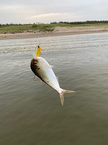 コノシロの釣果