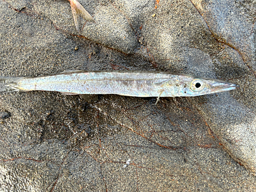 カマスの釣果