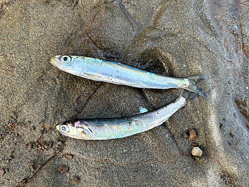 カタクチイワシの釣果