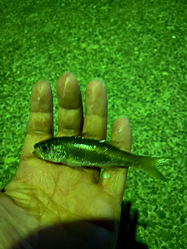 クロムツの釣果