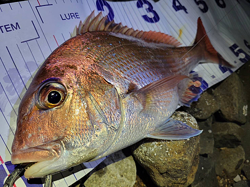 マダイの釣果