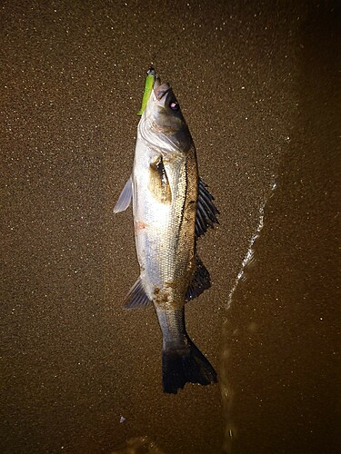 シーバスの釣果