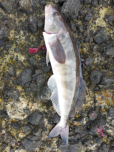 ホッケの釣果