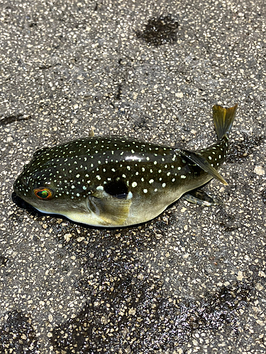 クサフグの釣果