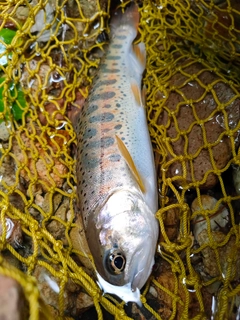 ヤマメの釣果