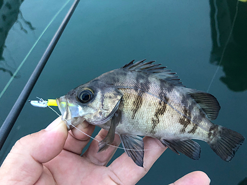 クロメバルの釣果