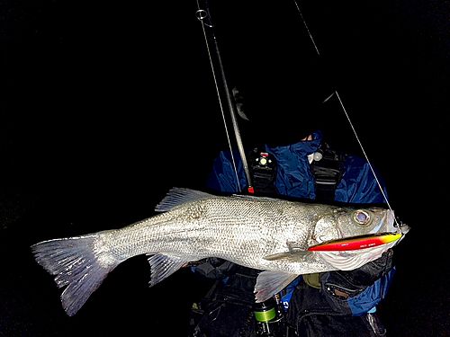 ヒラスズキの釣果