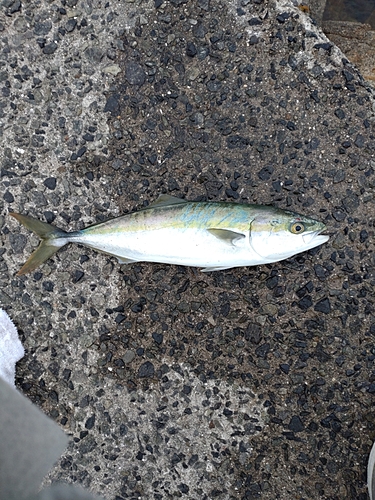 ツバスの釣果