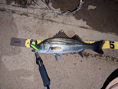 シーバスの釣果