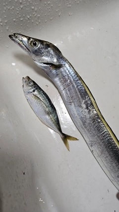 タチウオの釣果