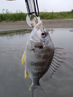 キビレの釣果