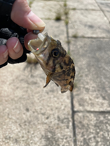 クロソイの釣果