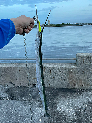 ダツの釣果