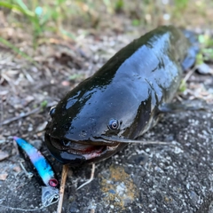 ナマズの釣果