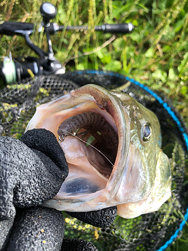 ラージマウスバスの釣果