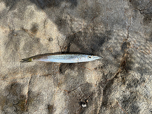 カマスの釣果