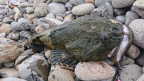 マカジカの釣果