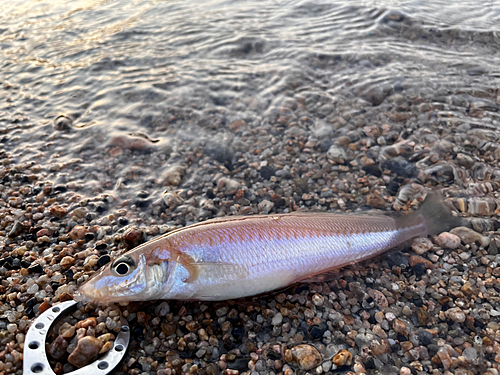 シロギスの釣果