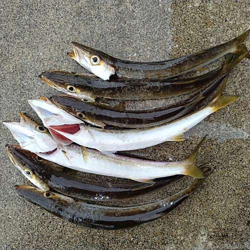 カマスの釣果