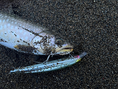 ウミアメの釣果