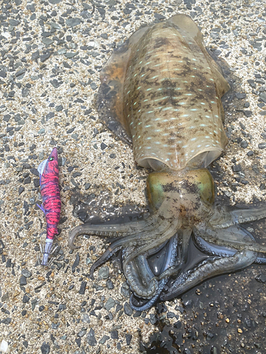 アオリイカの釣果